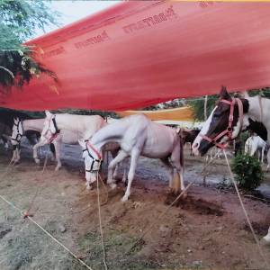 1750159560081-1c45bece-a97e-46a8-93c6-7c7d88789cae__original